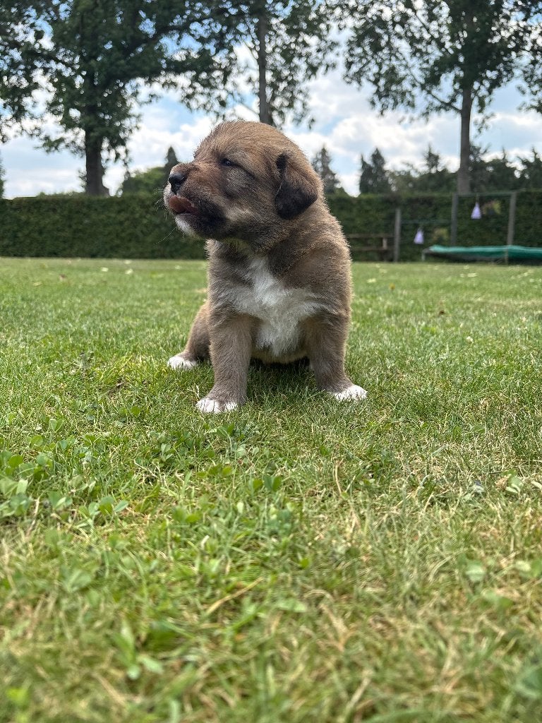 puppy Australian shepherd x Toller (nova scotia)  8 pups, Dieren en Toebehoren, Honden | Retrievers, Spaniëls en Waterhonden, Overige rassen