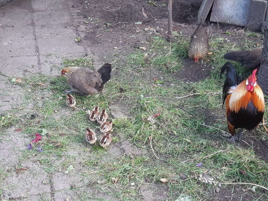 Hollandse krielkippen goudpatrijs, Dieren en Toebehoren, Pluimvee, Meerdere dieren, Kip