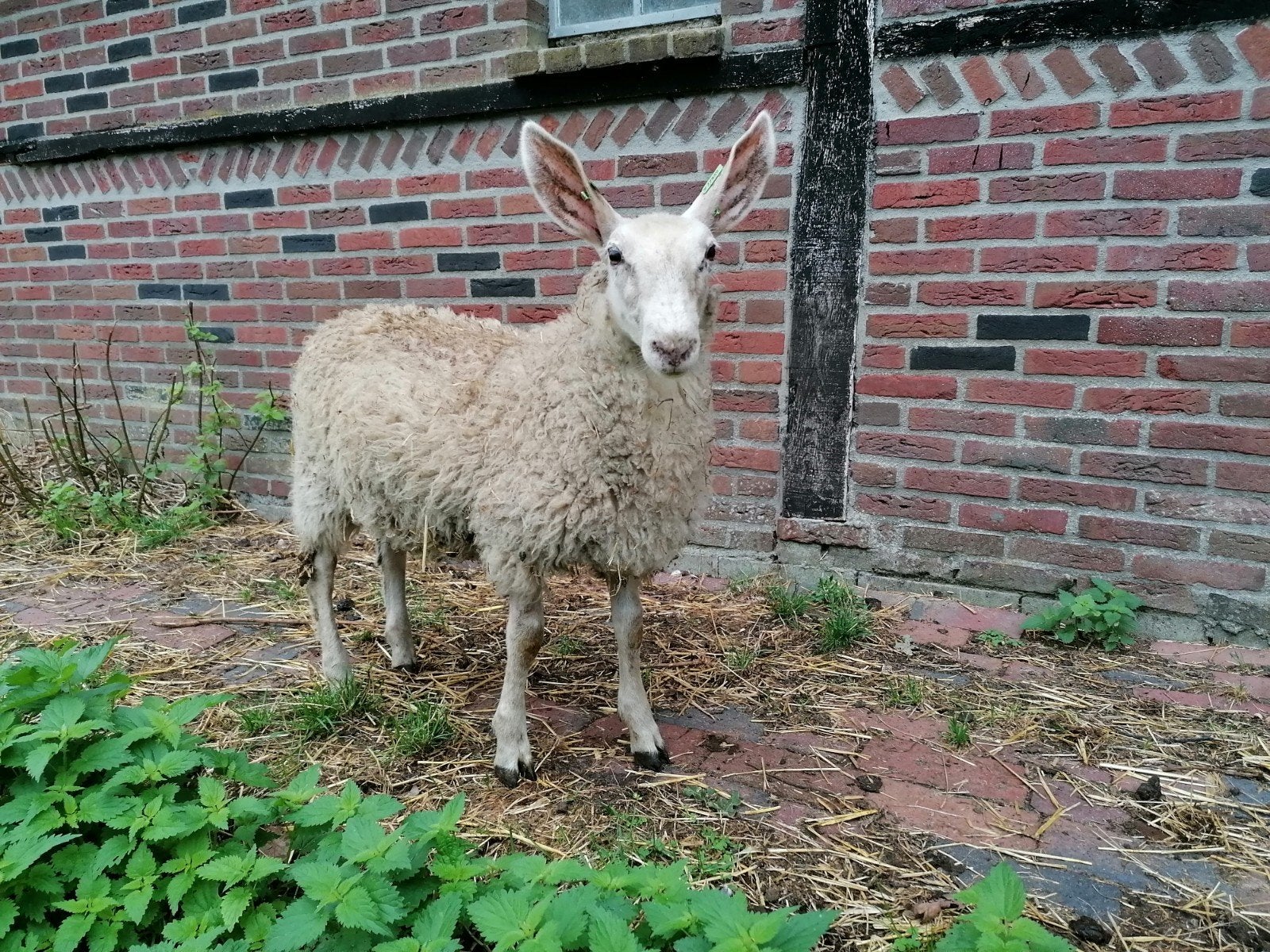 Superlieve kruising Border Leicester ram, Mannelijk, Schaap, 0 tot 2 jaar