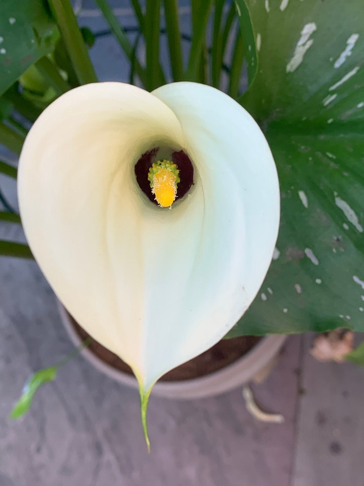 Zantedeschia 'Picasso' 2 verschillende Calla,prachtig blad, Ophalen, Gehele jaar, Halfschaduw