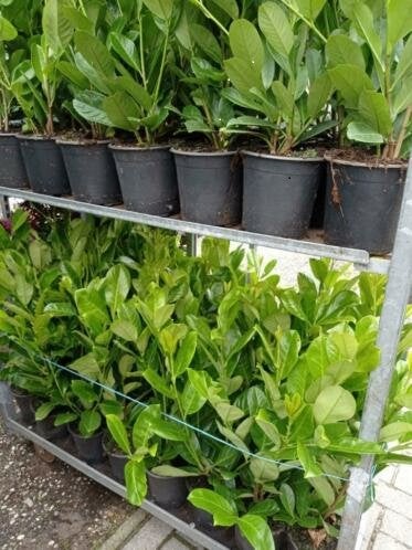 laurier, Tuin en Terras, Planten | Struiken en Hagen, Ophalen of Verzenden, Laurier, 100 tot 250 cm
