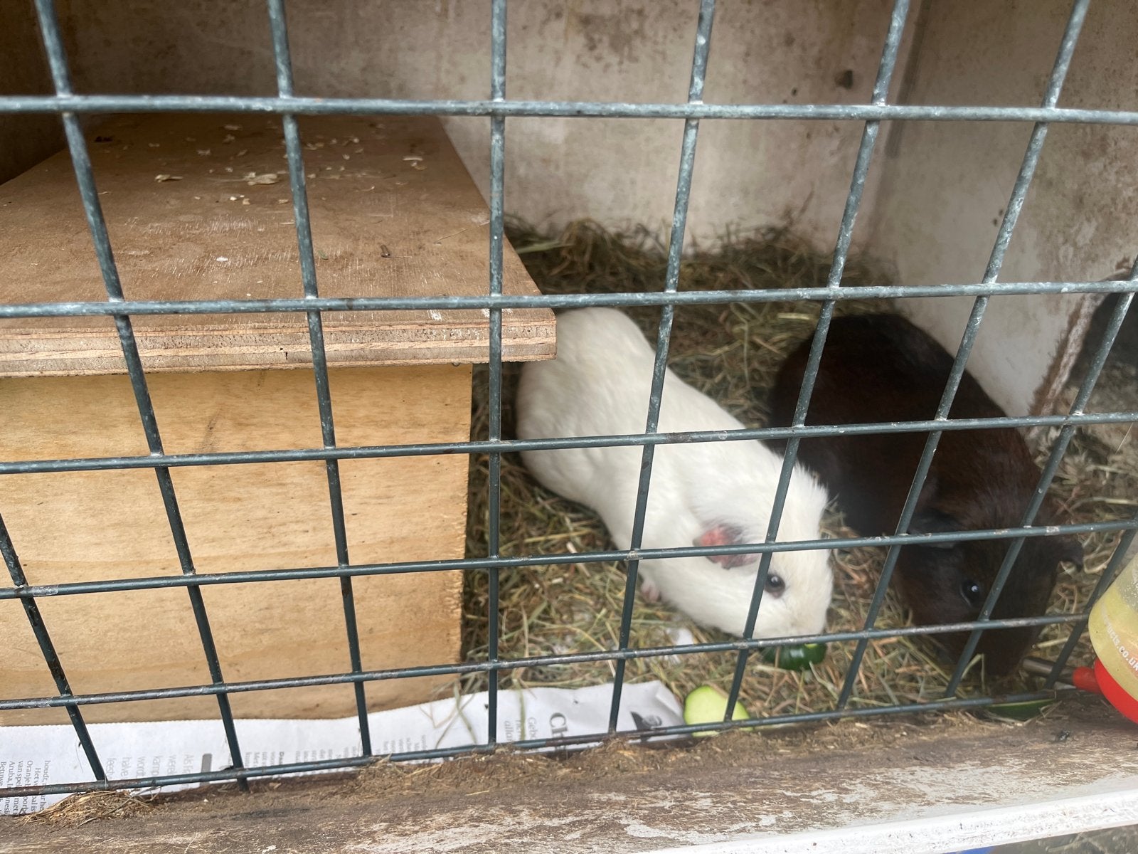 Twee cavia’s inclusief hok GRATIS OPHALEN, Dieren en Toebehoren, Cavia, Mannelijk, Juli, Tam