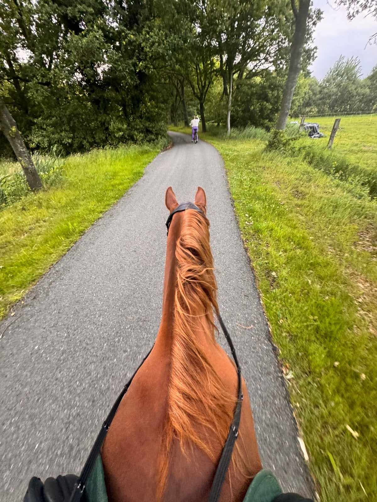 Buitenrit maatjes gezocht, Ophalen