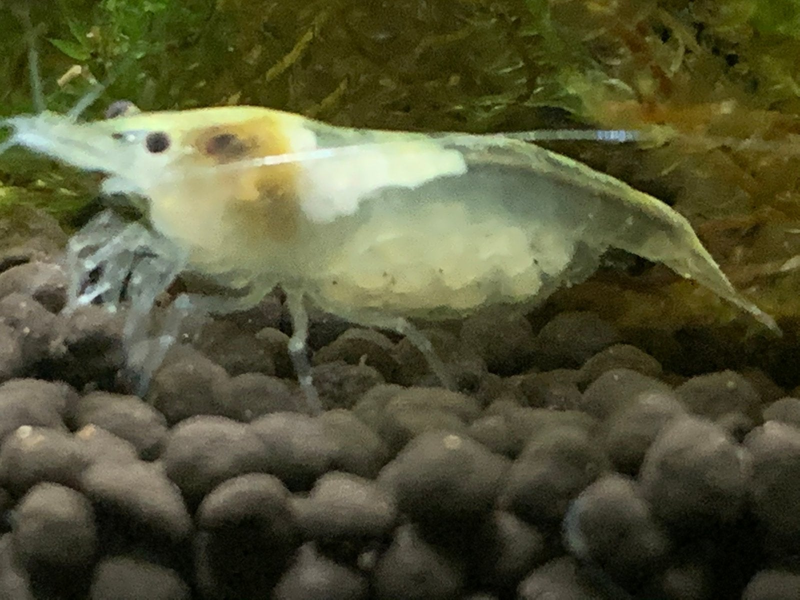 Gezonde Snowball neocaridina garnalen uit eigen kweek, Dieren en Toebehoren, Kreeft, Krab of Garnaal