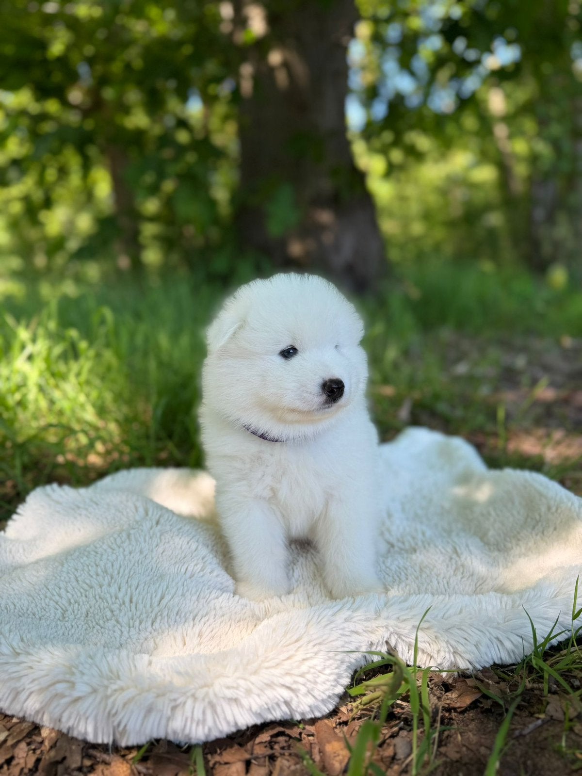 Samojeed pups (reutjes), Dieren en Toebehoren, Overige rassen, 8 tot 15 weken, Parvo, Meerdere