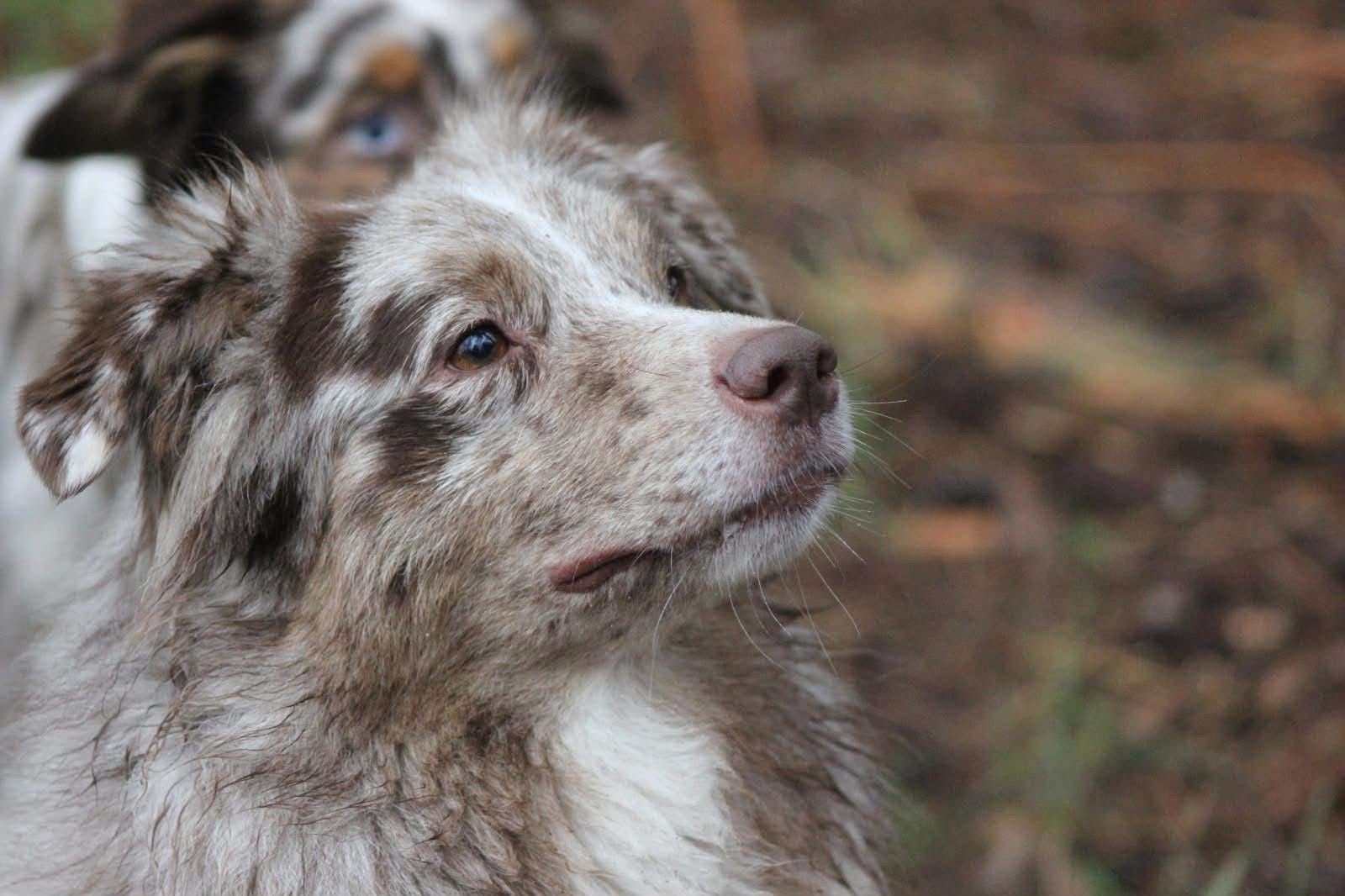Foxy zoekt dringend nieuw baasje, Dieren en Toebehoren, 6 jaar of ouder, Teef, Eén hond, Middel