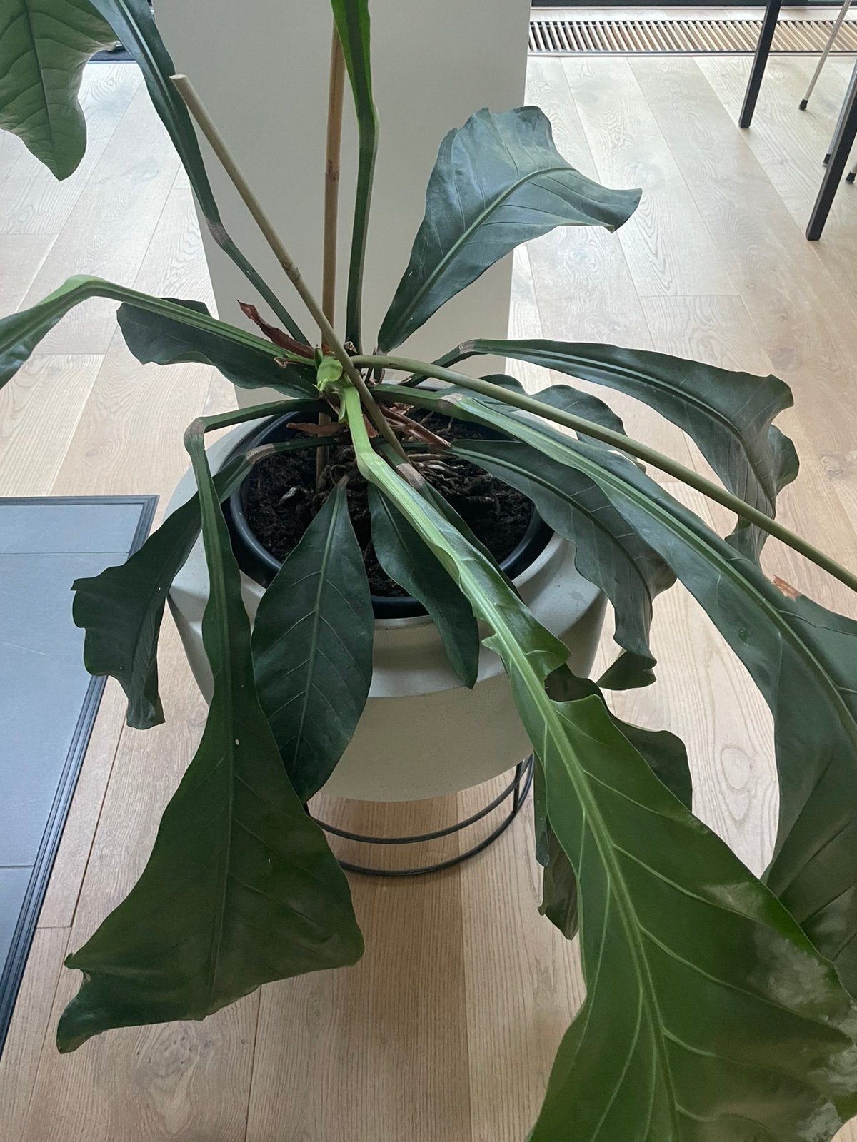 Kamerplant Philodendron, Ophalen, Halfschaduw, Minder dan 100 cm