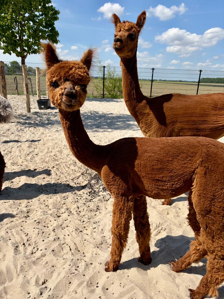 Alpaca merries, Dieren en Toebehoren, Overige Dieren, Vrouwelijk, Mei