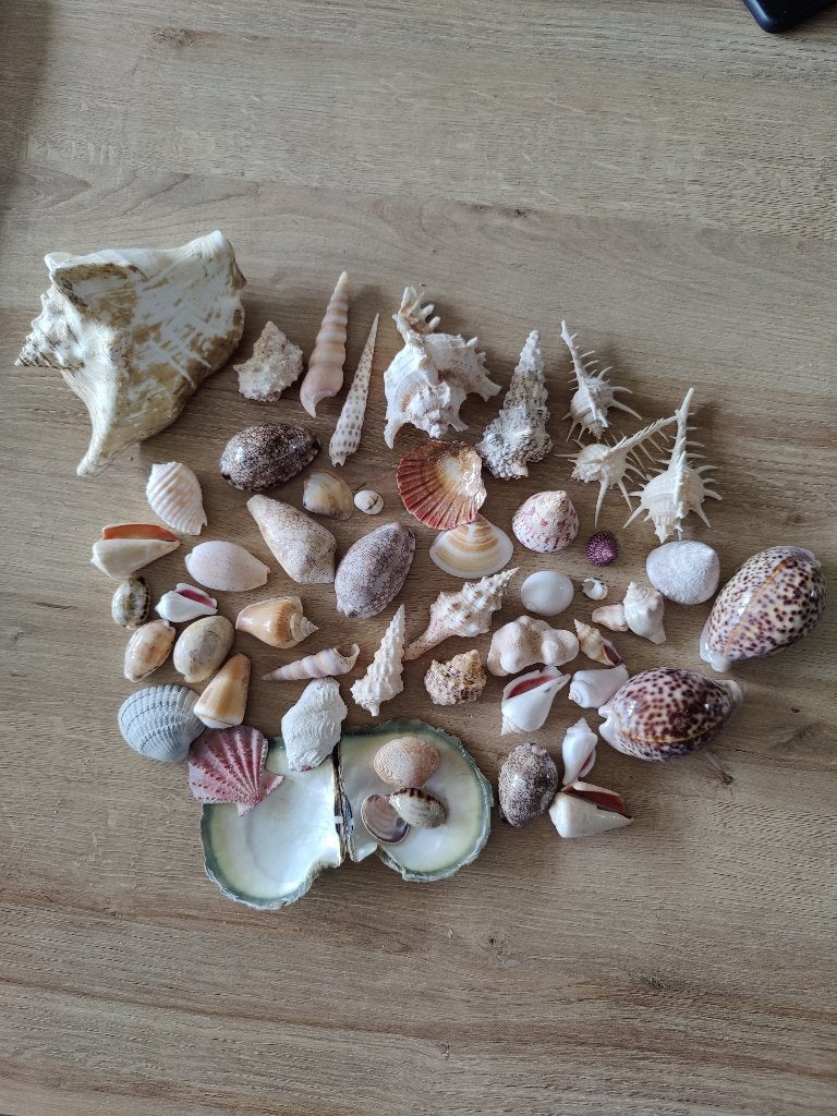 schelpen verzameling, Ophalen of Verzenden, Schelp(en)
