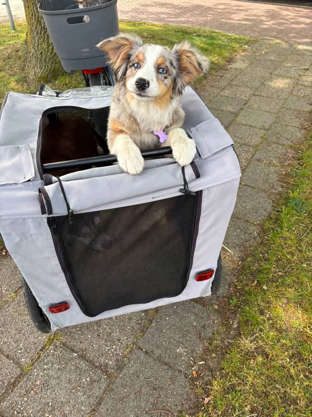 Te koop: Lieve 6 maanden oude American Shepherd teefje Dora, Dieren en Toebehoren, Particulier, 15 weken tot 1 jaar, Buitenland