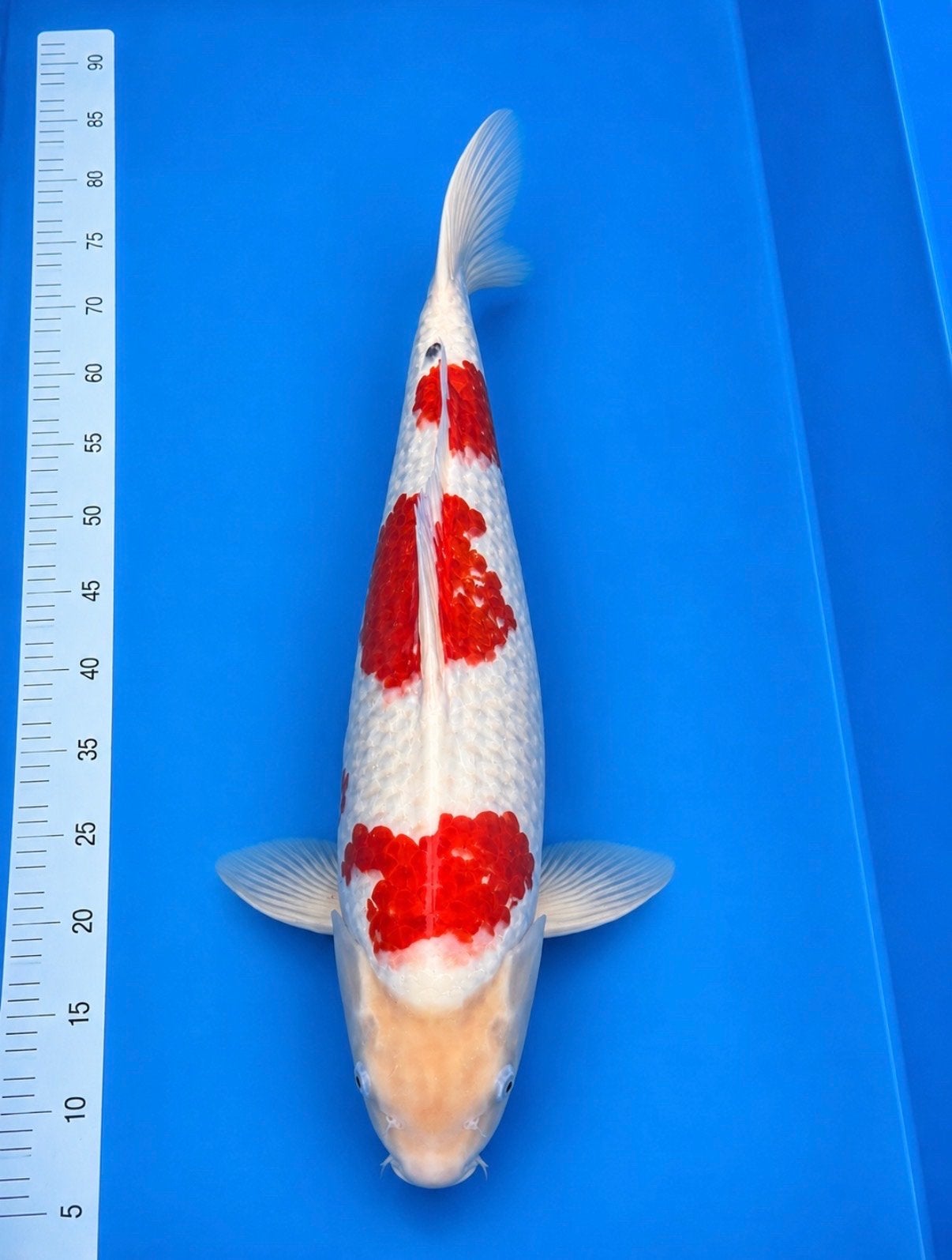 Japanse koi Sanke Izumiya 3 staps, Dieren en Toebehoren, Vissen | Vijvervissen, Karper of Koi
