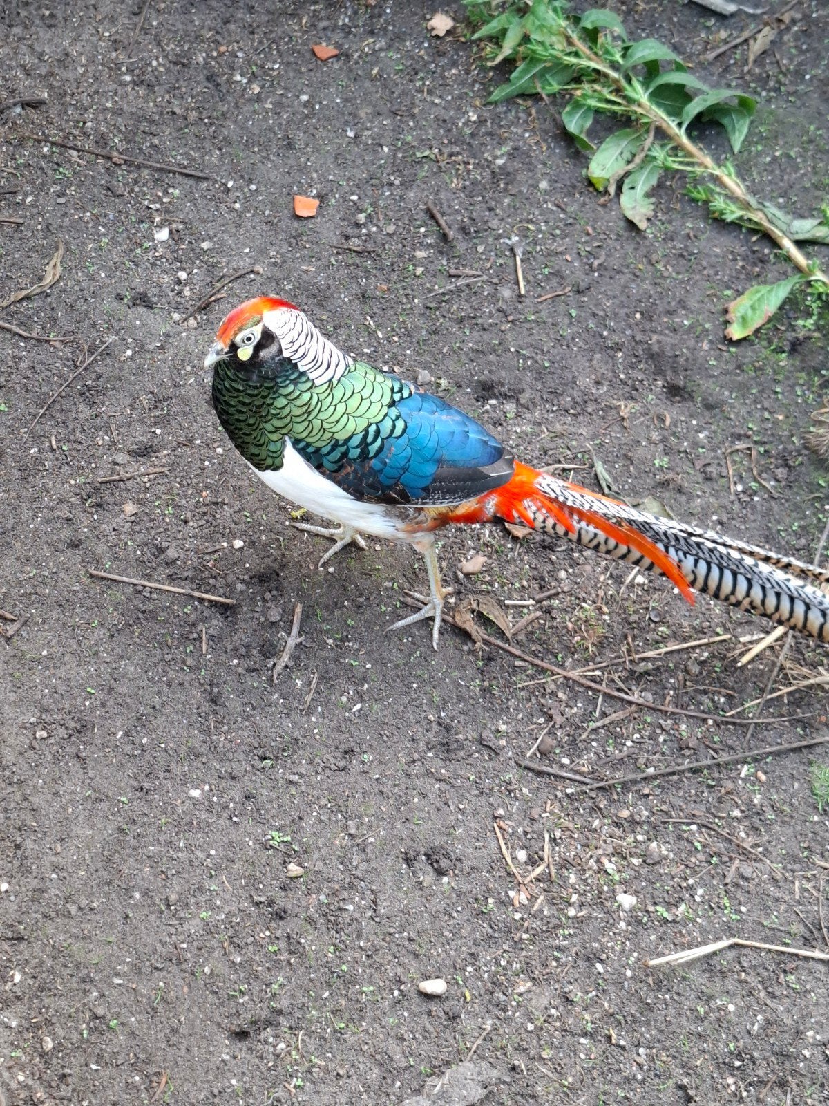 Lady Fazant, Dieren en Toebehoren, Mannelijk, Overige soorten