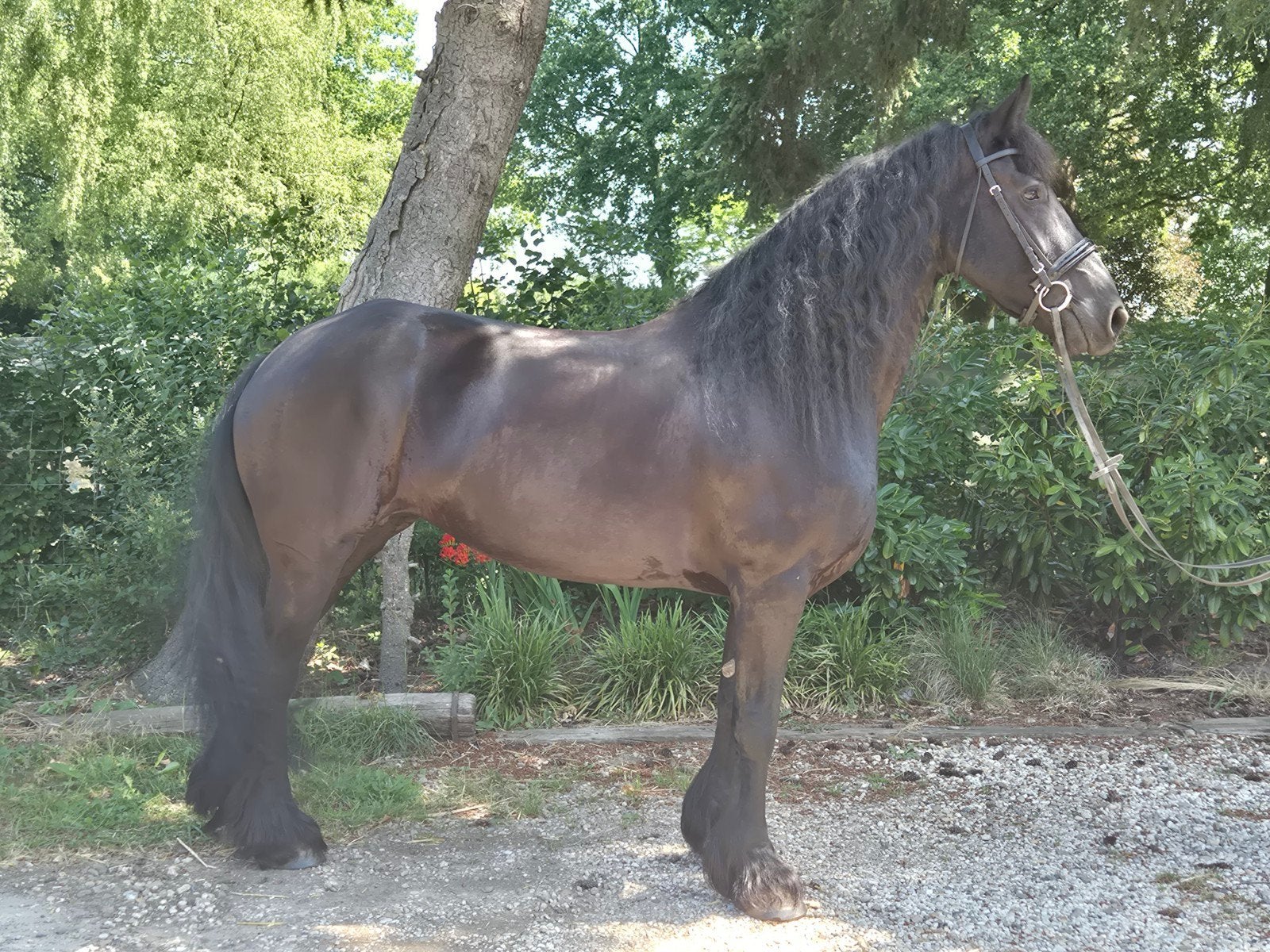 9 jarige drachtige stermerrie te koop nieuwe adv 11 07, Dieren en Toebehoren, Paarden, Minder dan 160 cm, Niet van toepassing