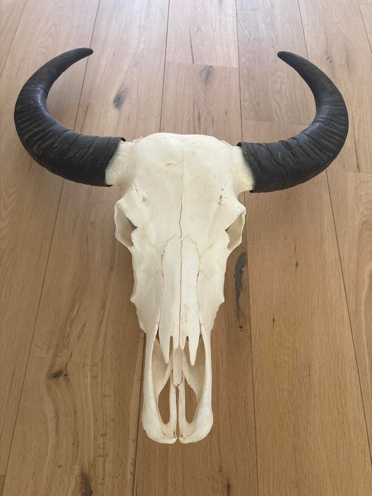 Grote echte Afrikaanse schedel (zebu), Ophalen, Zo goed als nieuw, Schedel