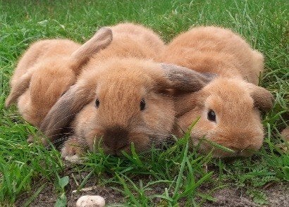 zes lieve hangoor dwergkonijntjes, Dieren en Toebehoren, Meerdere dieren, Dwerg, Hangoor, 0 tot 2 jaar