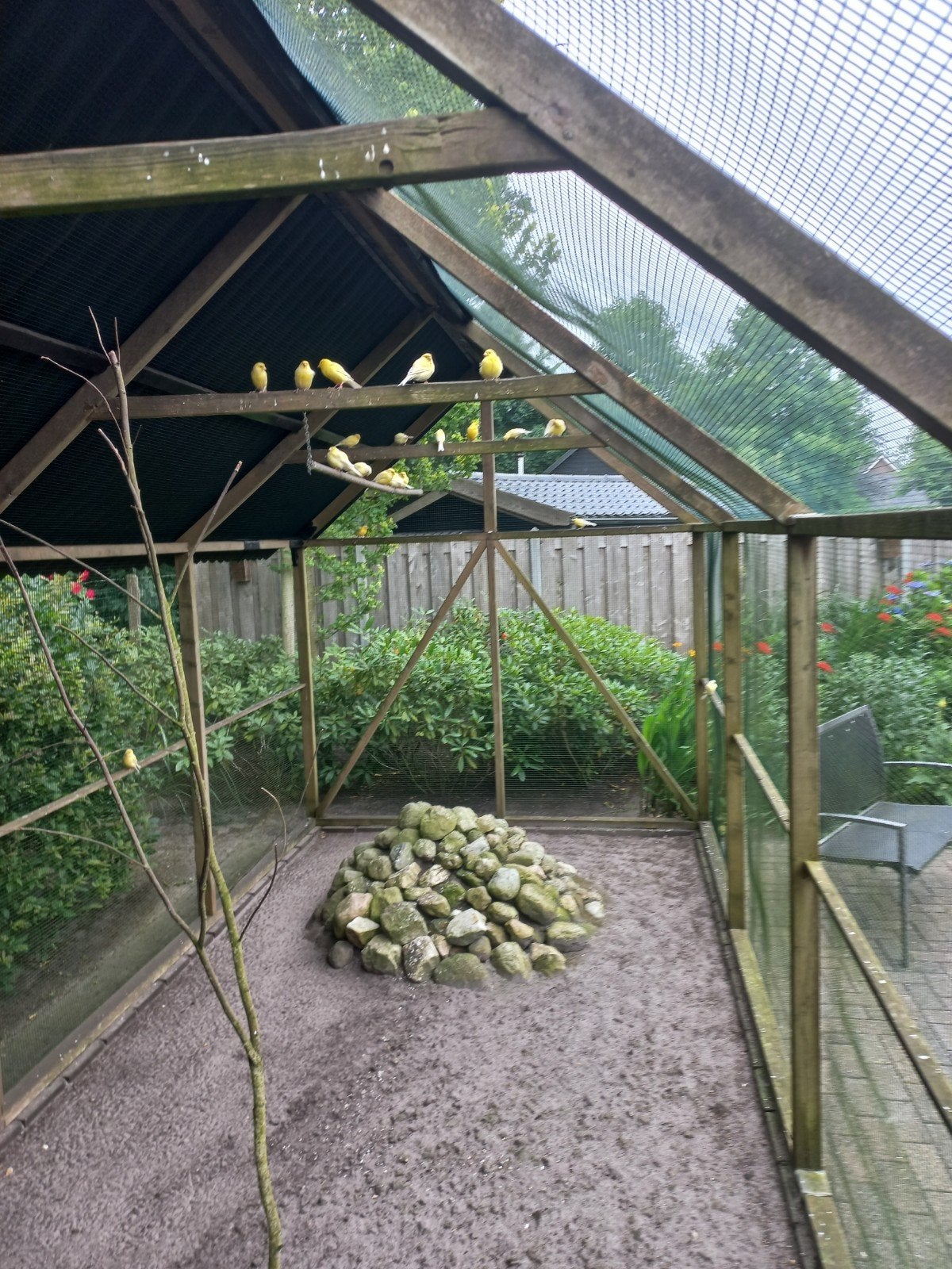 Kanaries, Meerdere dieren, Kleurkanarie