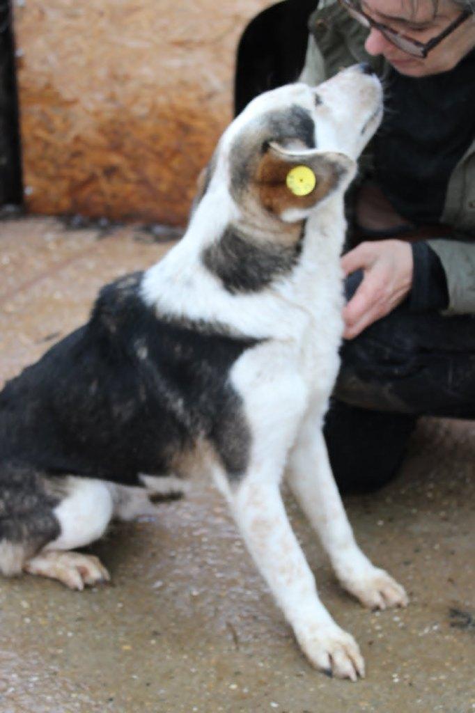 Lieve Astor ter adoptie!, Dieren en Toebehoren, Honden | Niet-rashonden, Particulier, Reu, Buitenland, Parvo