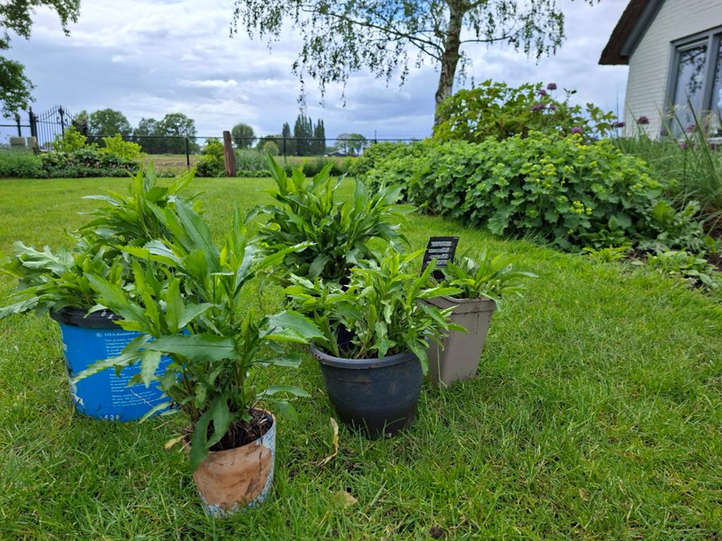 Plant Cephalaria ReuzeScabiosa Vrouwenmantel Scharnierbloem, Tuin en Terras, Volle zon, Vaste plant, Zomer, Ophalen