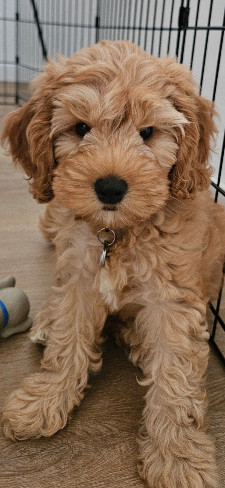 Cockapoo, 8 tot 15 weken, Teef, Eén hond, Middel