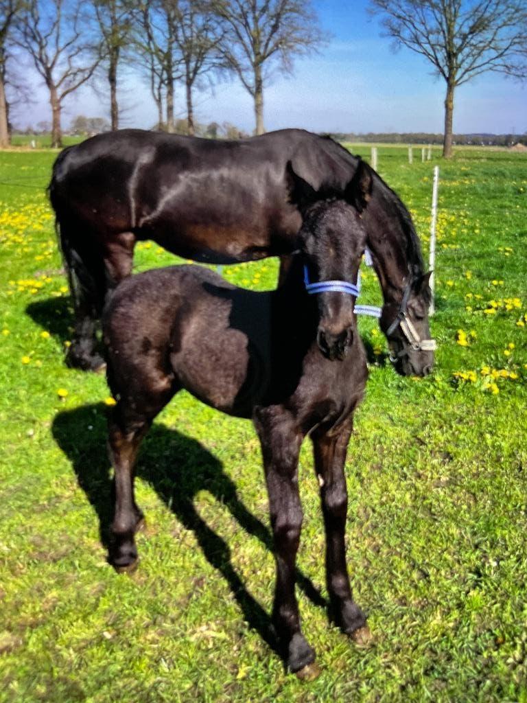 Mooie Friese merrie,fijn rijpaard en goede moeder, Merrie, Dressuurpaard, 160 tot 165 cm, 11 jaar of ouder