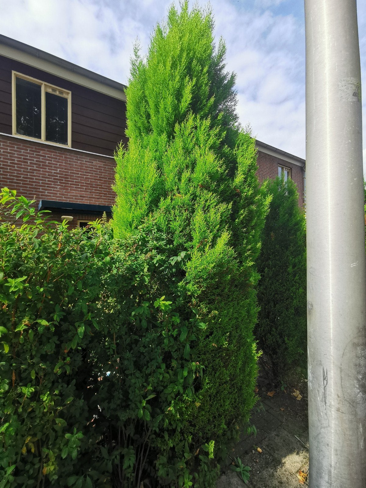 Limon Cipres Boom - Ongeveer 4.5 Meter Hoog, Ophalen, Overige soorten, 400 cm of meer