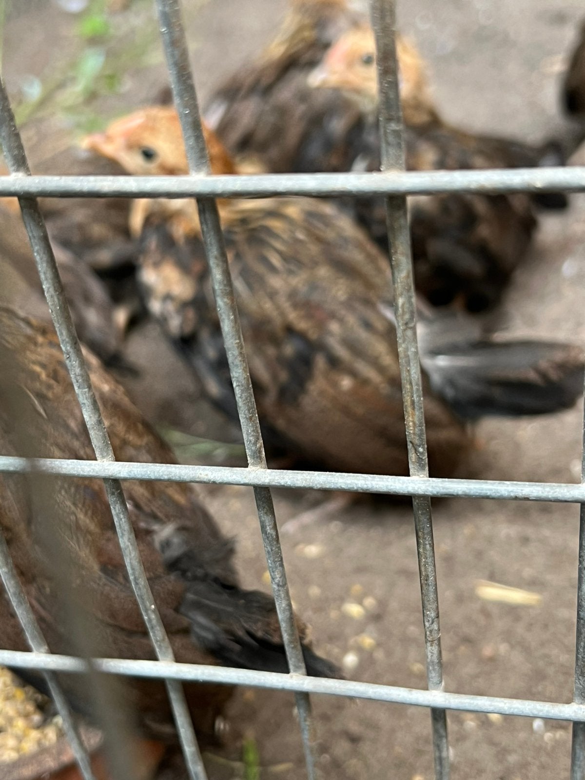 Trio java kriel patrijs( dwerg kriel ), Dieren en Toebehoren, Pluimvee, Meerdere dieren, Kip