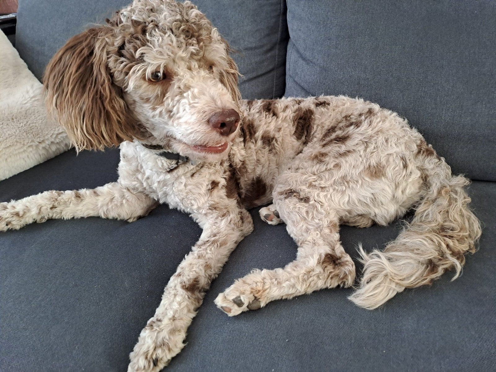 Bruine-merle Poedel, Reu, 1 tot 2 jaar, Parvo, Eén hond