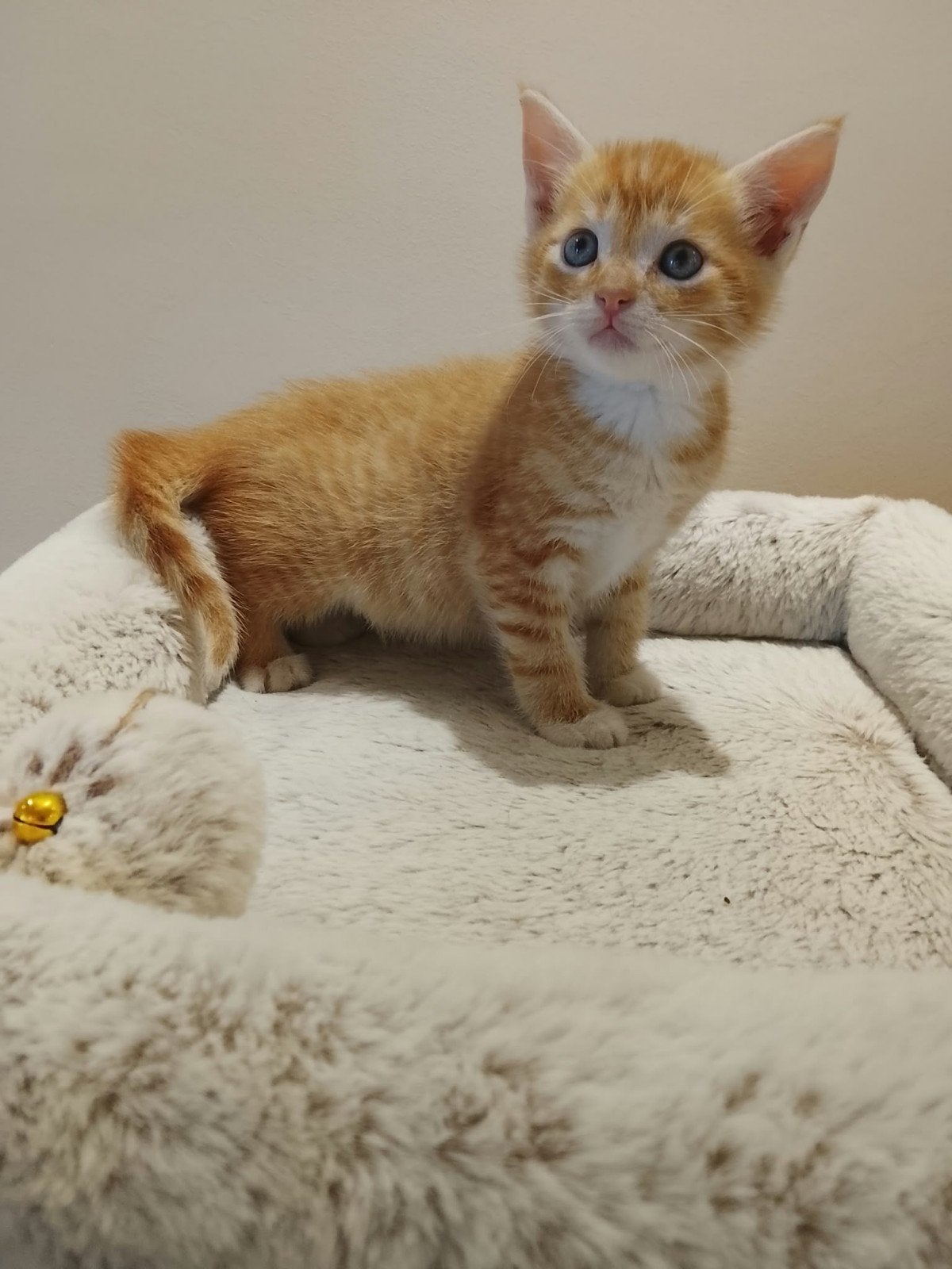 Prachtige Ragdoll kruising kittens, Meerdere dieren, 0 tot 2 jaar