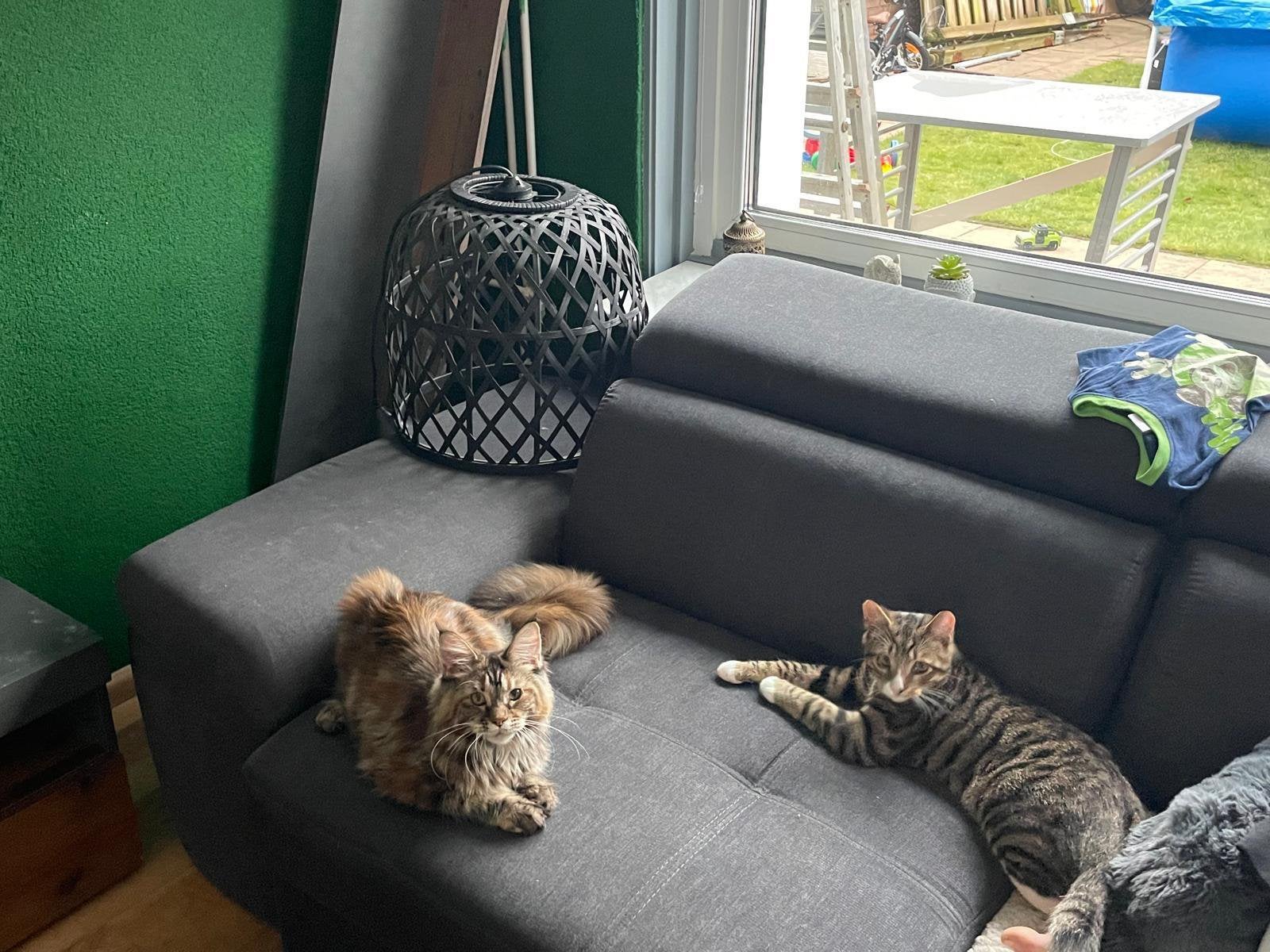 Mainecoon poes, Dieren en Toebehoren, Poes