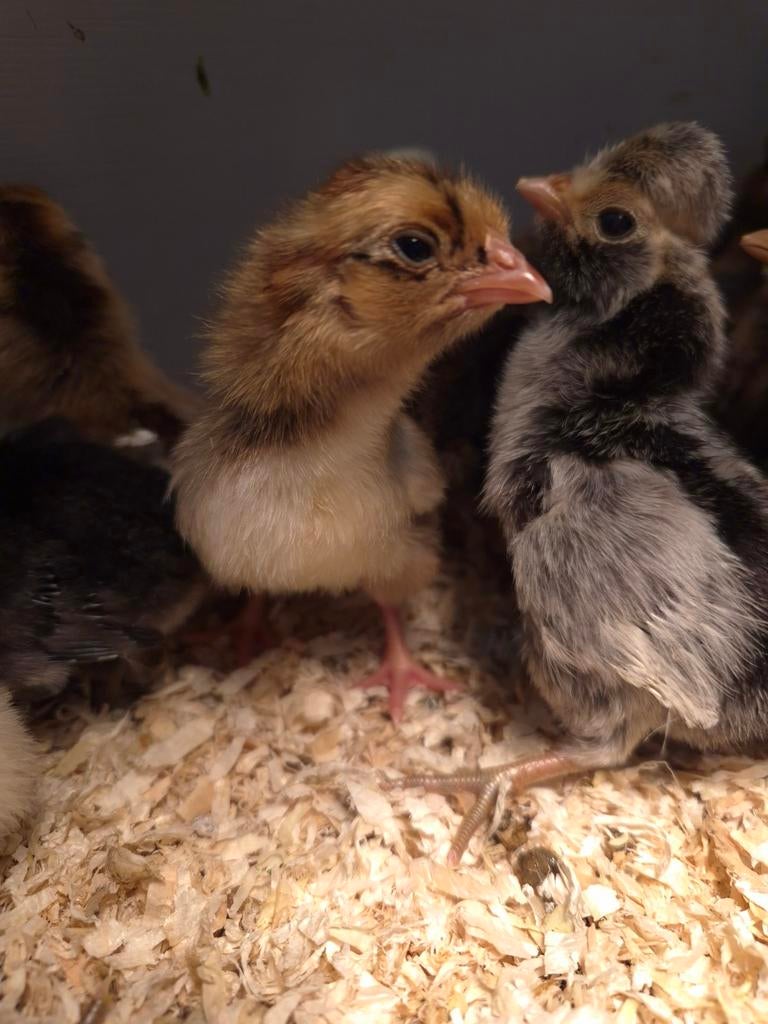 Barnevelder kriel kuikentjes, Geslacht onbekend, Kip