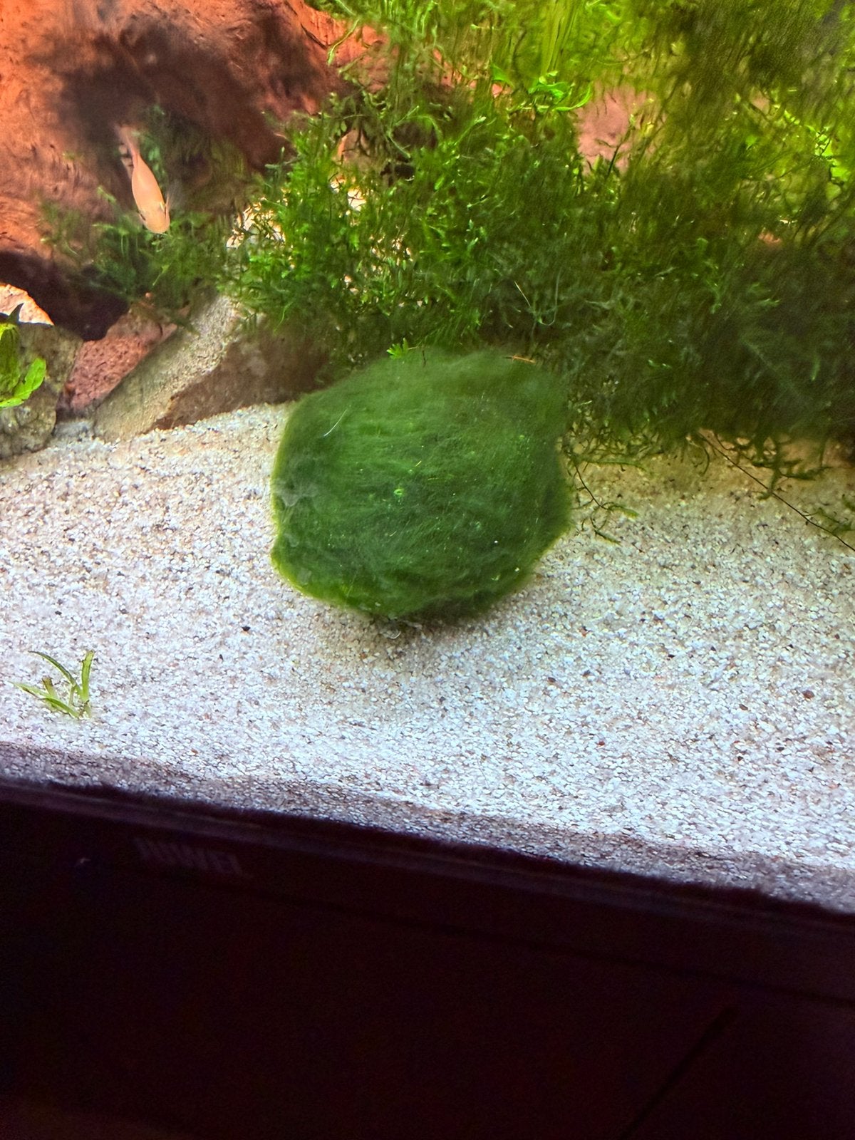 Mosballen XXL, Kreeft, Krab of Garnaal