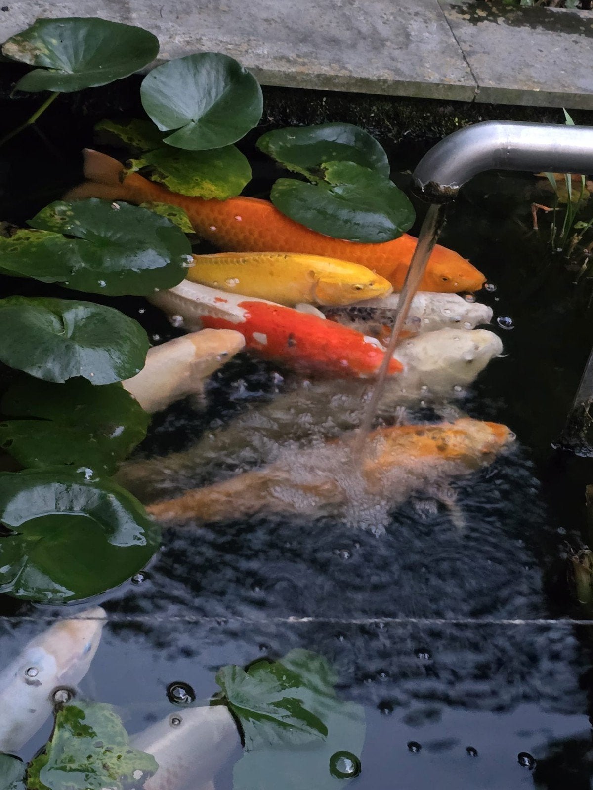 koi karpers, Dieren en Toebehoren, Vissen | Vijvervissen, Karper of Koi