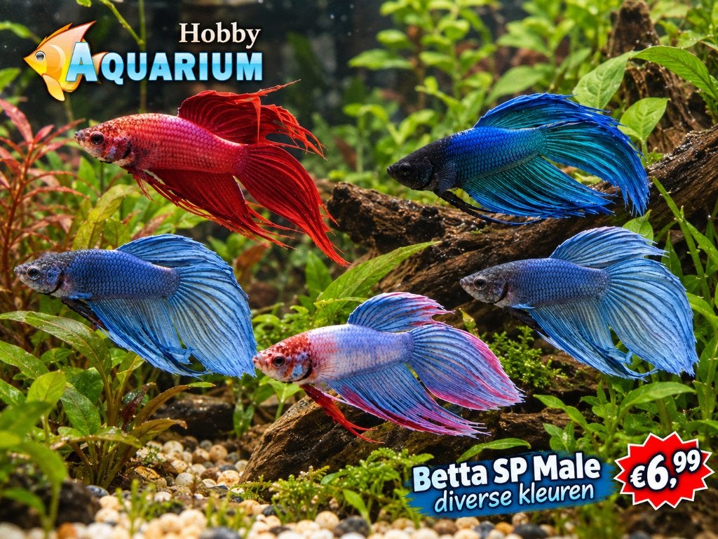 Hobbyaquarium  Betta Splendens Zaterdag 17 okt 10/17uur, Vis, Zoetwatervis