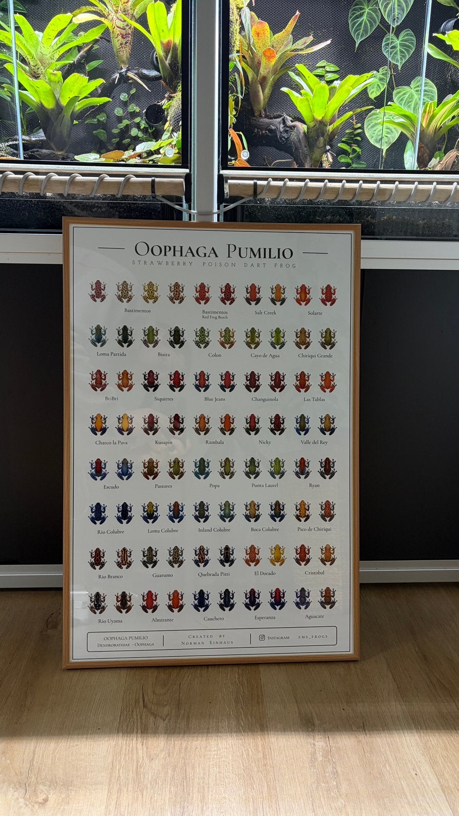 Oophaga Pumilio / Histrionica / Sylvatica Poster, Dieren en Toebehoren, Slang, 0 tot 2 jaar