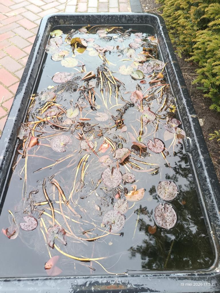 Roze waterlelies voor vijver of waterbak, Tuin en Terras, Ophalen, Gebruikt