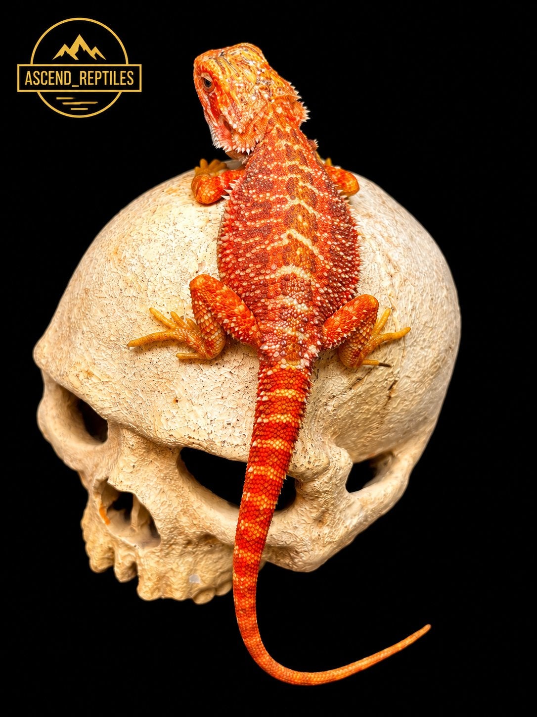 Orange Tiger Hypo Trans man – Baardagaam NK 2026 Bearded Dragon - male for sale from B.S.