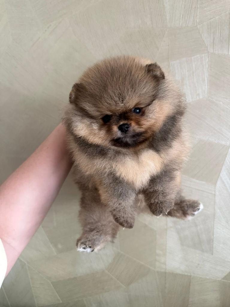 2 prachtige pomeranian puppy’s, Keeshond, 8 tot 15 weken, Parvo, Teef