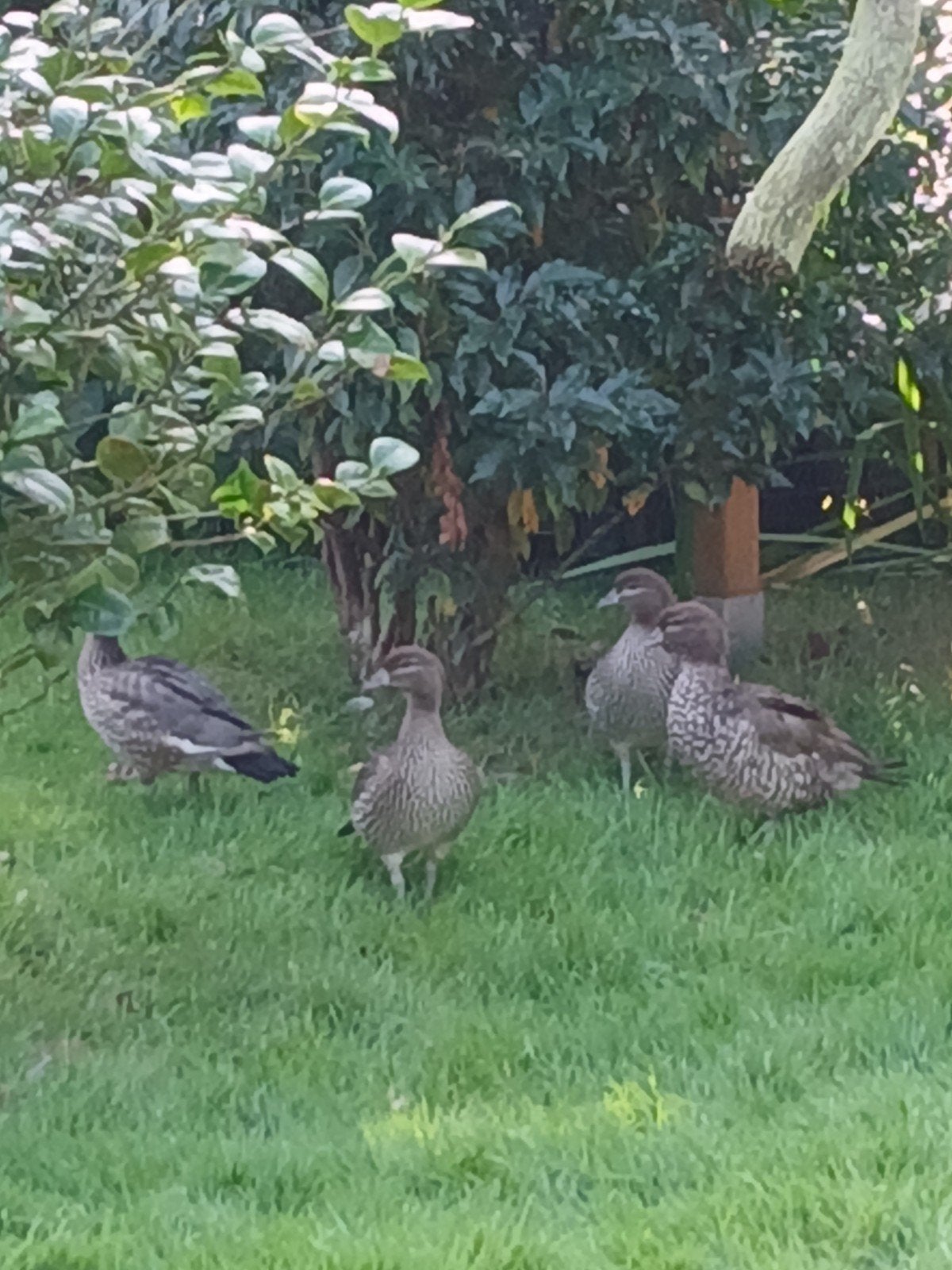 Maneganzen, Dieren en Toebehoren, Meerdere dieren, Eend