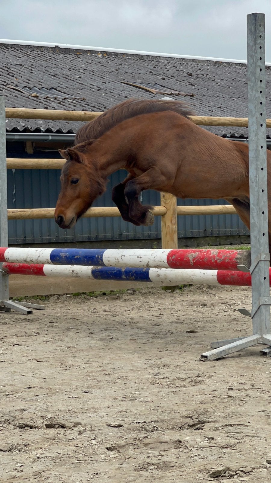 Lieve shetlanders te koop, Dieren en Toebehoren, Merrie, Recreatiepaard