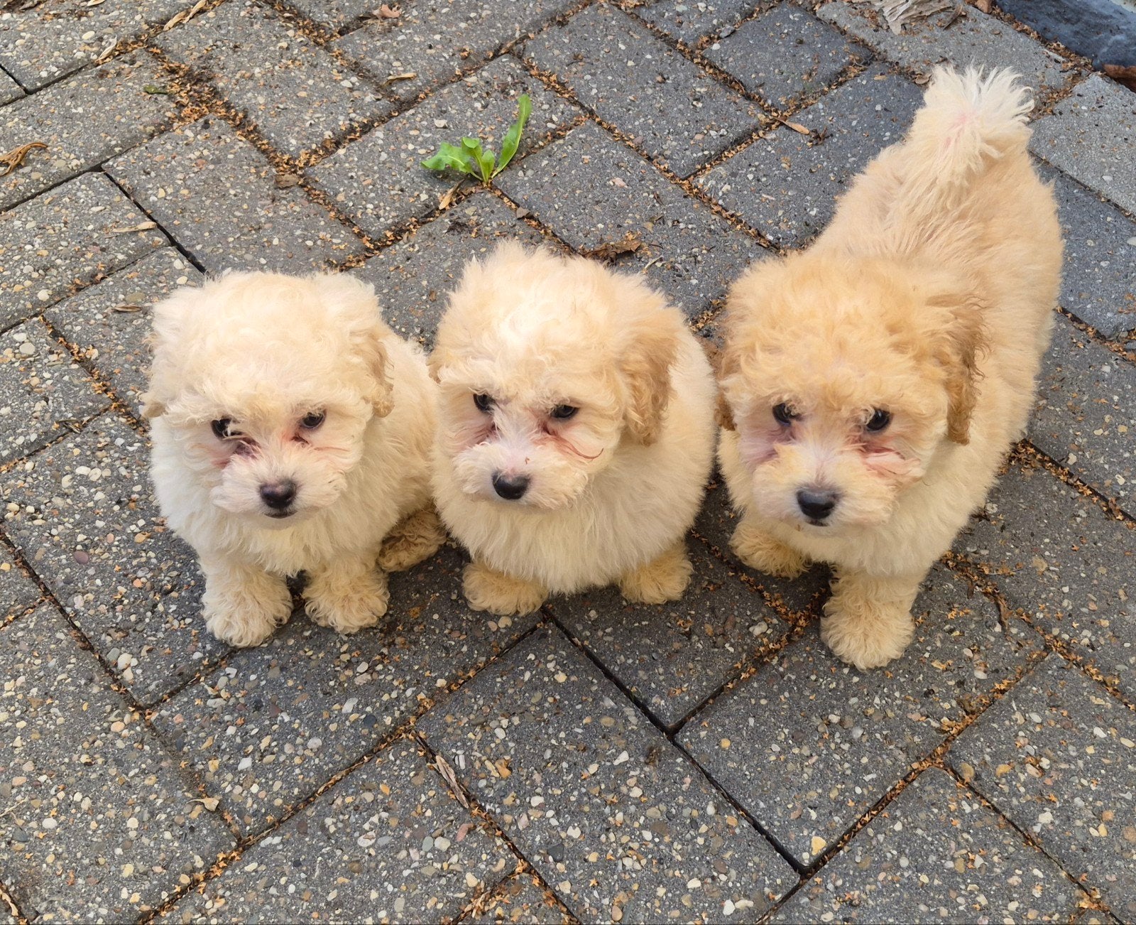 Maltipoo pups nog  3 teefjes  .  nieuwe foto's, Parvo, Overige rassen, 8 tot 15 weken, Meerdere