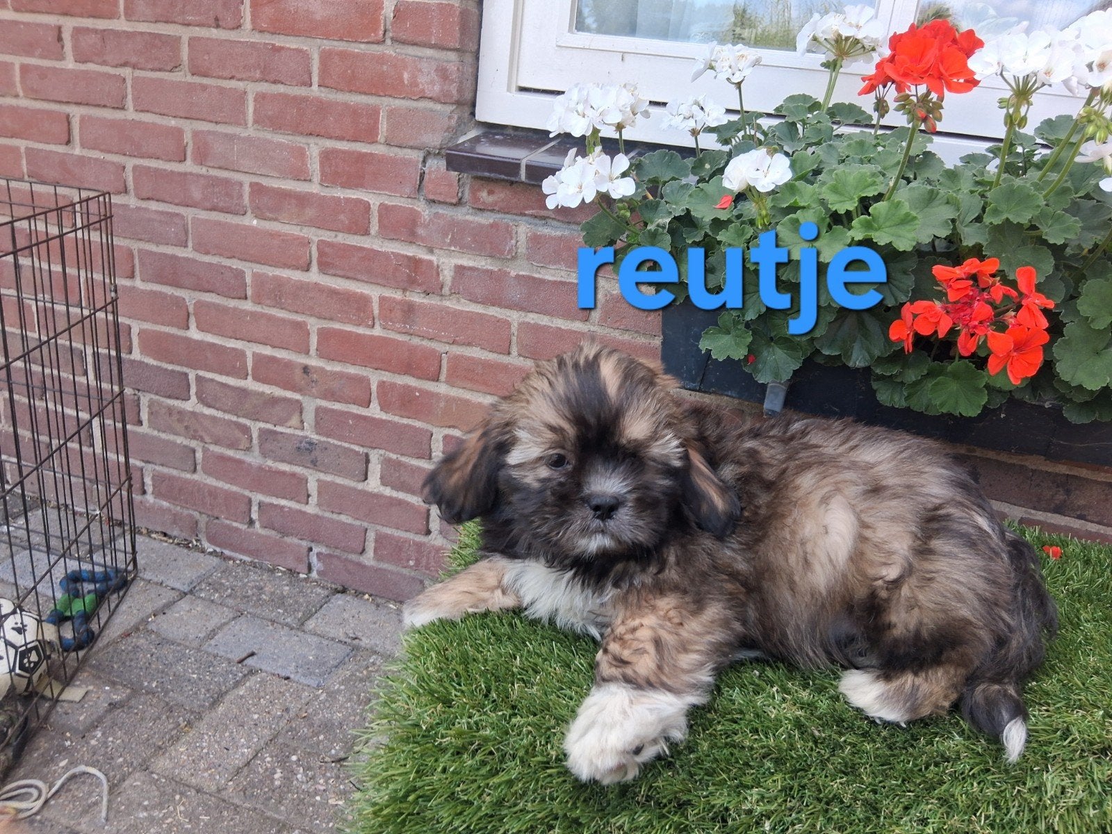 te koop mooie speelse klein blijvende boomer pups, Dieren en Toebehoren, Honden | Chihuahua's en Gezelschapshonden, Meerdere dieren