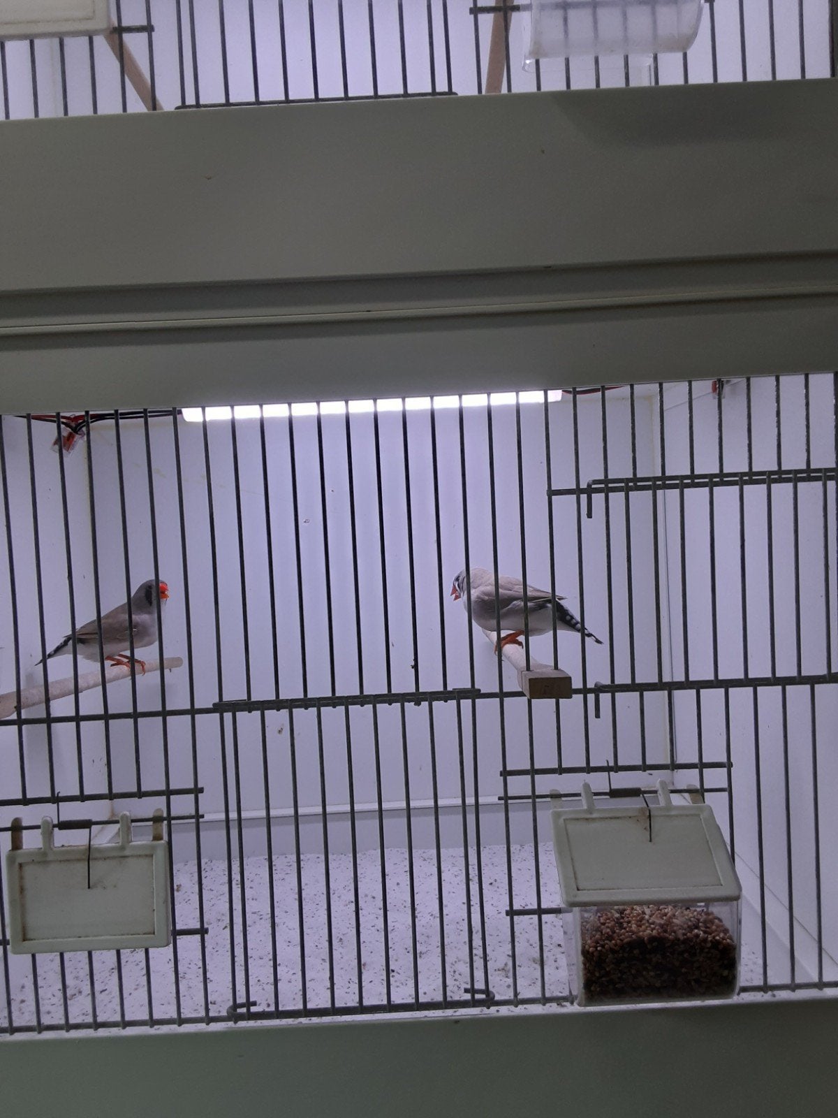 zeebravinken 2popjes zeer mooie vogels grijs beige 2026, Dieren en Toebehoren, Vrouwelijk