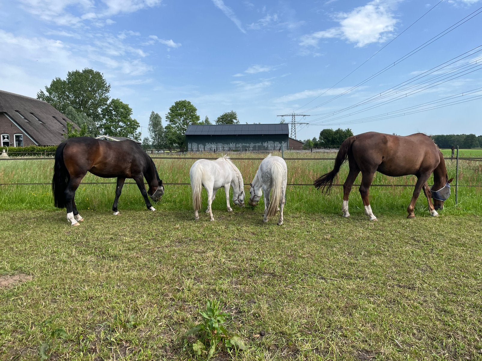 Gezocht grote balen kruidenhooi paard (10ton), Dieren en Toebehoren, Dierenvoeding, Verzenden, Vee