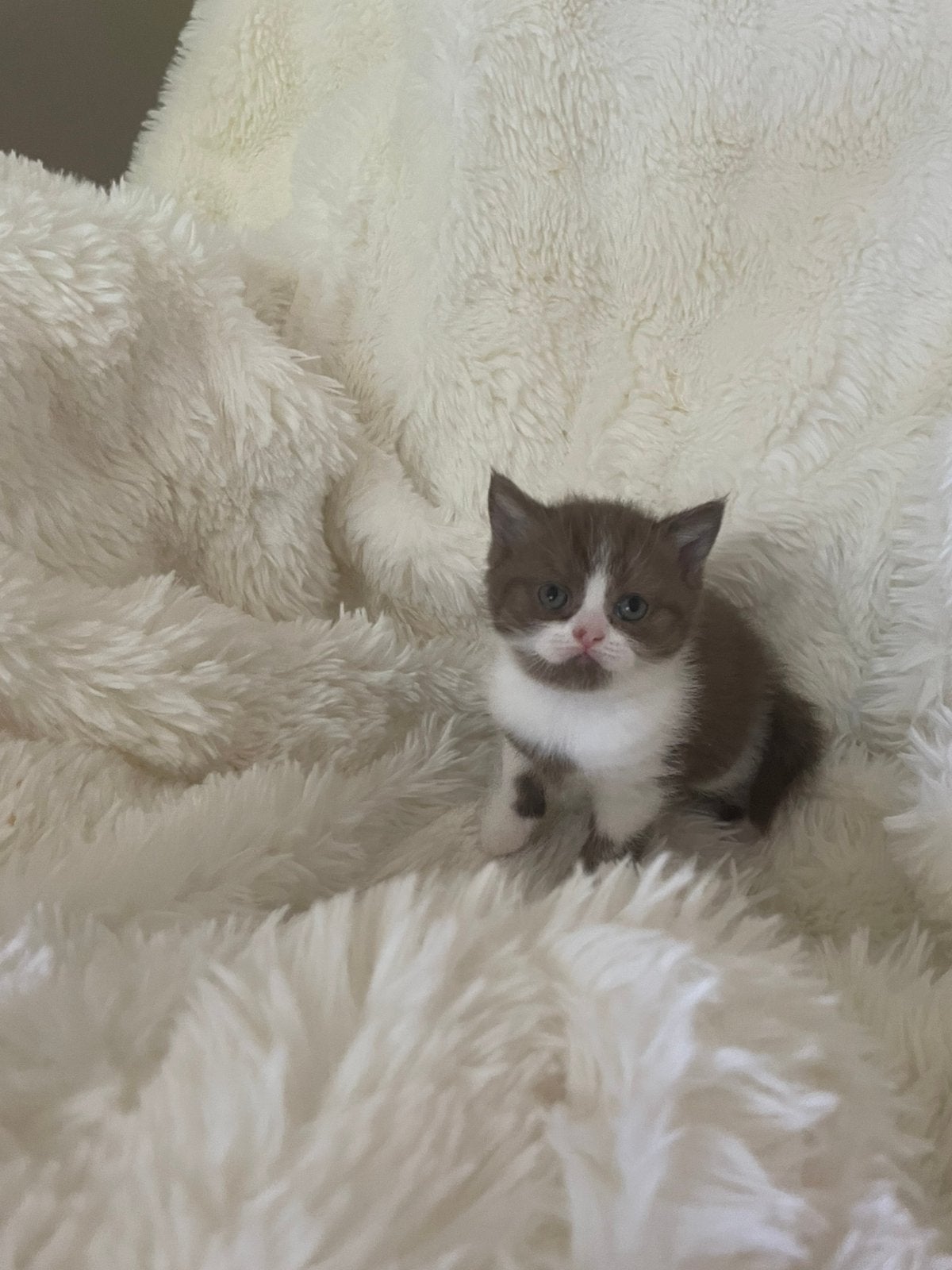 Britse korthaar chocolate biocolor poes, Poes, Ontwormd