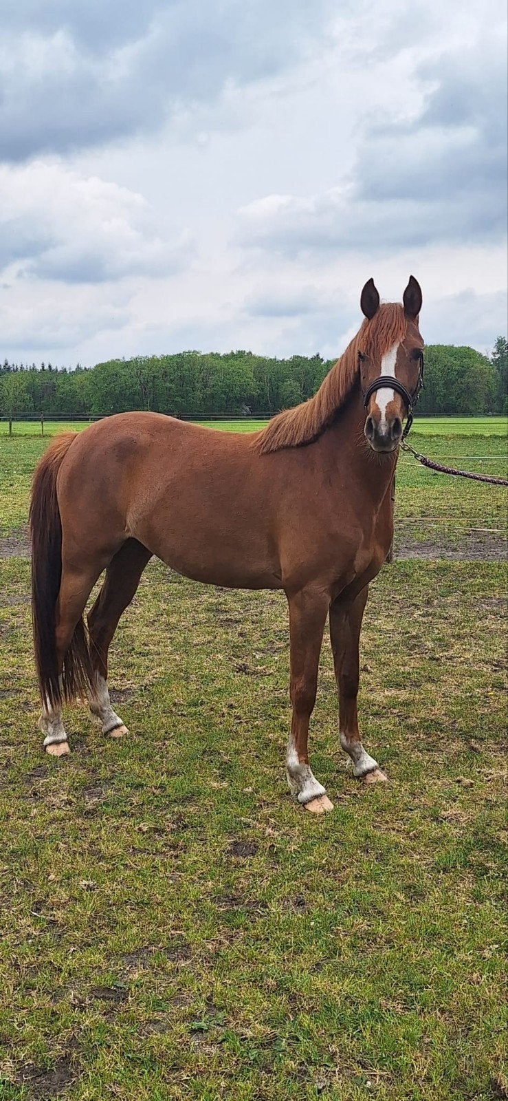 super bewegende 3 jarige Ster merrie uit predicaatrijke lijn, Merrie, Met stamboom, Dressuurpony, Niet van toepassing