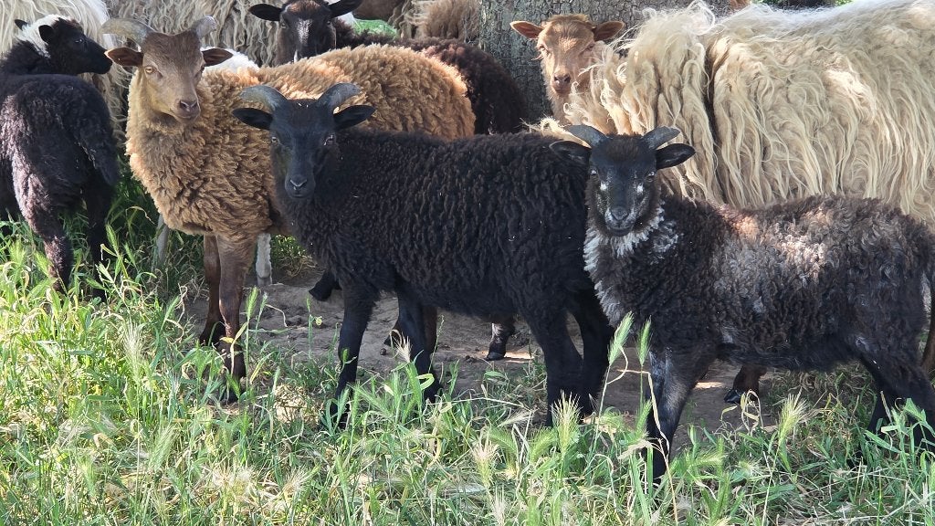 Skudde ramlammeren, Mannelijk, Schaap, 0 tot 2 jaar