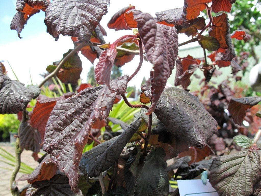 1 boom Corylus 'Majestica' /  rode Kronkelhazelaar €125, Lente, 100 tot 250 cm, Volle zon, In pot
