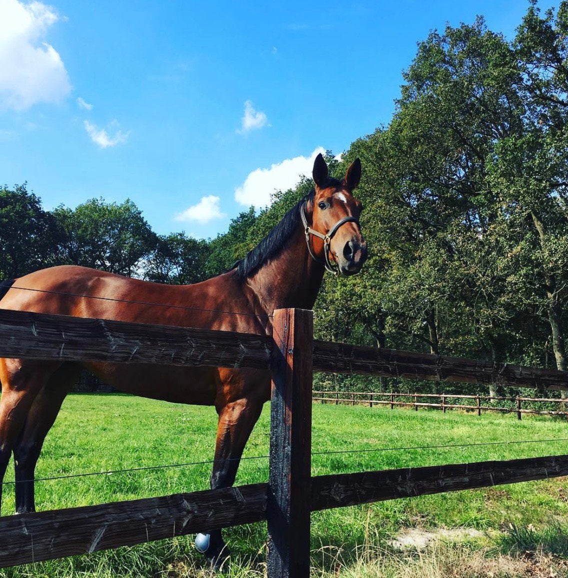 14 jarige Dressuurmerrie / Gribaldi x Ehrenstolz /, Merrie, Met stamboom, Dressuurpaard, L