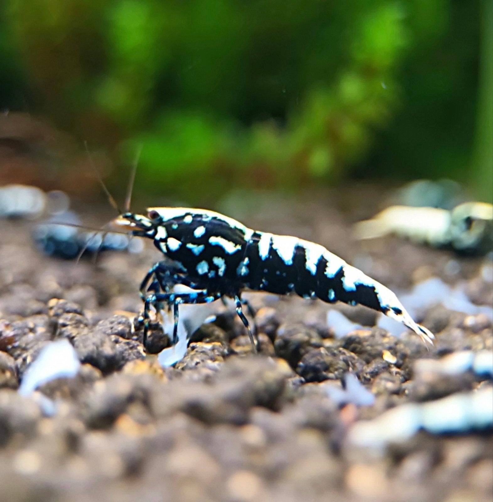 Galaxy fishbone garnalen, Dieren en Toebehoren, Vissen | Aquariumvissen, Kreeft, Krab of Garnaal
