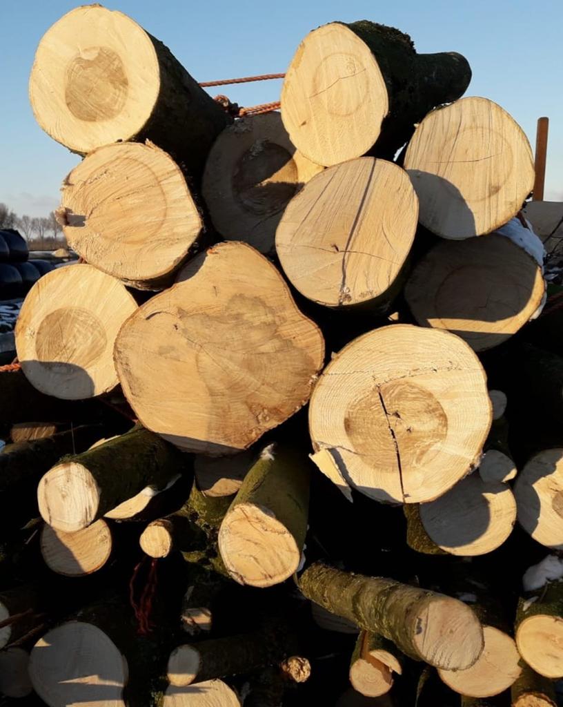 Boomstammen eiken en populier * gratis bezorgd, Tuin en Terras, Haardhout, 3 tot 6 m³, Ophalen, Eikenhout, Stammen